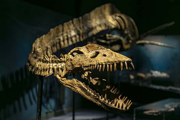 Sea Monsters exhibition opens at WA Maritime Museum