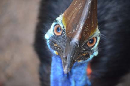 Cairns Wildlife Parks unite to save threatened species