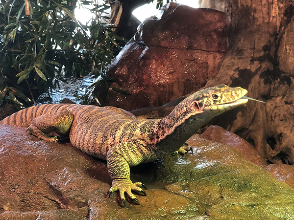 WILD LIFE Sydney Zoo celebrates World Lizard day