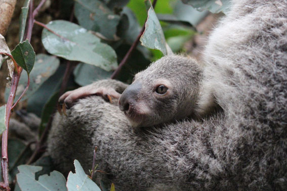 WILD LIFE Sydney Zoo celebrates birth of koala joey