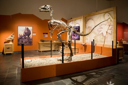 Dinosaur exhibition ‘hatches’ at Waikato Museum