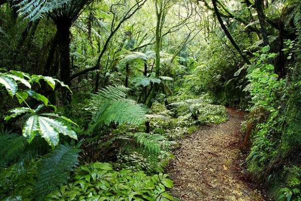 Conservation organisations resign from Auckland parks group