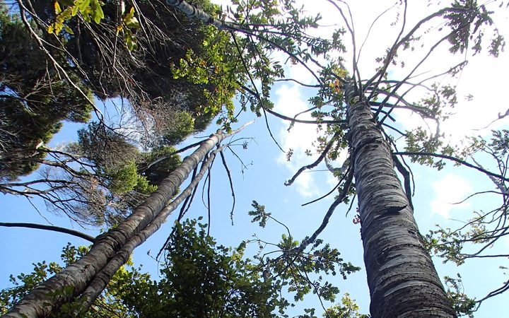 Waitakere Ranges Regional Park faces closure over kauri dieback