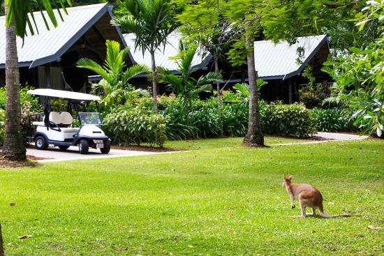 Hamilton Island Resort culls more cockatoos, wallabies and possums