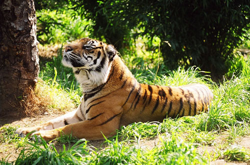 Female Sumatran Tiger arrives at Wellington Zoo