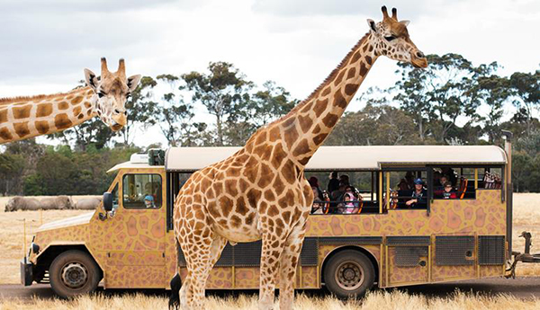 Victoria’s Zoos powered by 100% renewable energy