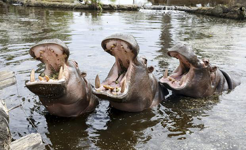 Zoos Victoria raises awareness of herbivore oral health care
