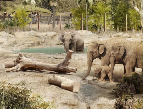 New Western Sydney Zoo gets planning approval