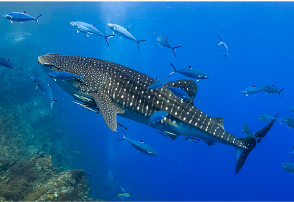 Whale Sharks and forests boost Asian environmental tourism