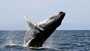 Whales helping to boost tourism on the NSW South Coast