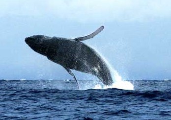 Whales commence seasonal migration along East Coast of Australia