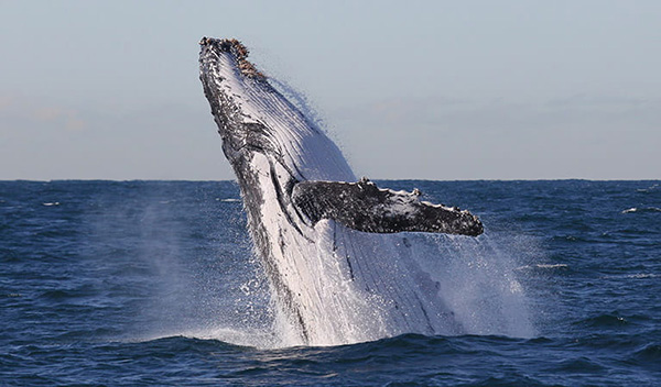 NSW National Parks remind boat and jet ski operators to observe whale watching distance regulations