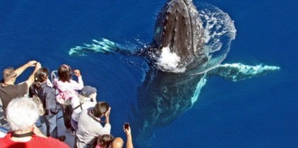Sea World Launches 2011 Whale Watching Season