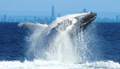 Sightseeing boats endanger whales