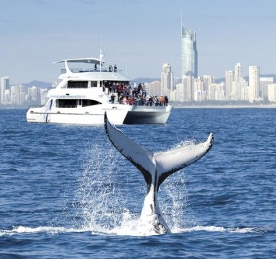 Sea World Resort launches 2013 Whale Watching Package