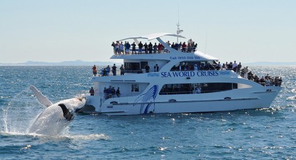 Sea World Whale Watching ready for new season