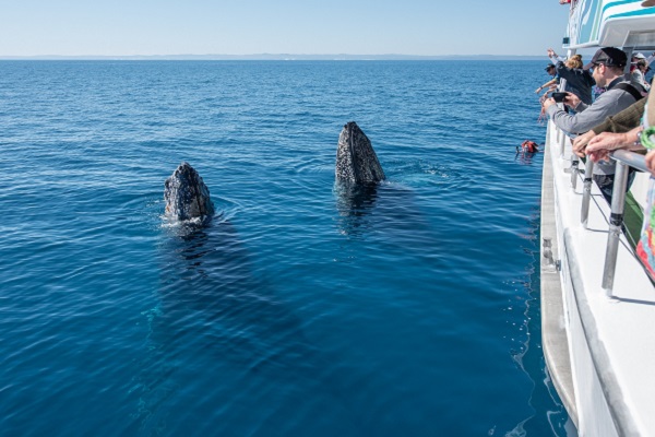First Aboriginal-owned whale watching tours launched in Queensland