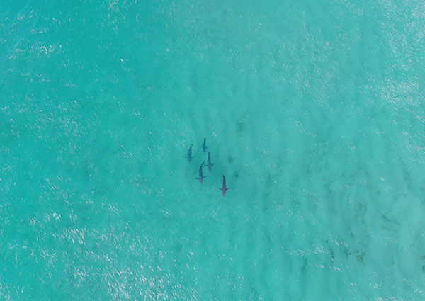 Surf Life Saving Queensland given $6 million to expand trial of shark spotting drones