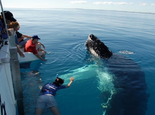 Queensland Government approves swimming with whales venture in Hervey Bay