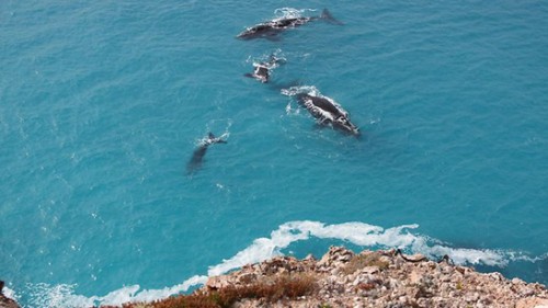 Whales gathering at Head of Bight for Australian calving season