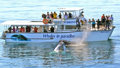 Gold Coast whale watching venture celebrates a decade of operations