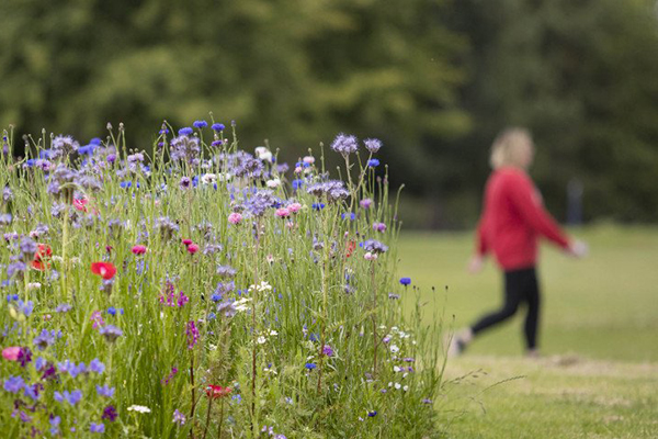 Christchurch’s North Hagley Park planted with wildflowers to boost bee population