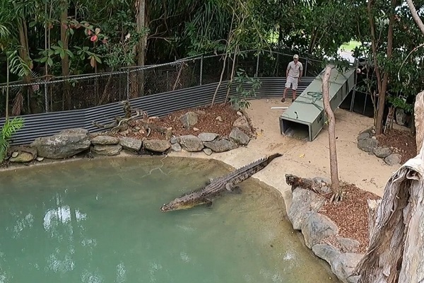 CrocArena’s crocodiles arrive at Wildlife Habitat Port Douglas