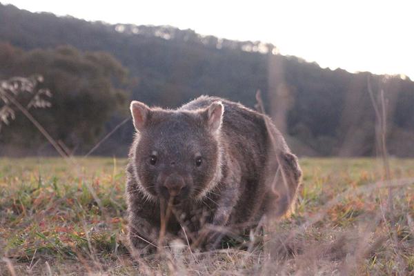 New smartphone app aids wombat conservation