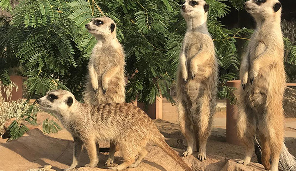 Taronga Western Plains Zoo celebrates World Meerkat Day