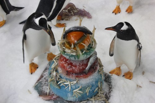 SEA LIFE Melbourne Aquarium celebrates World Penguin Day