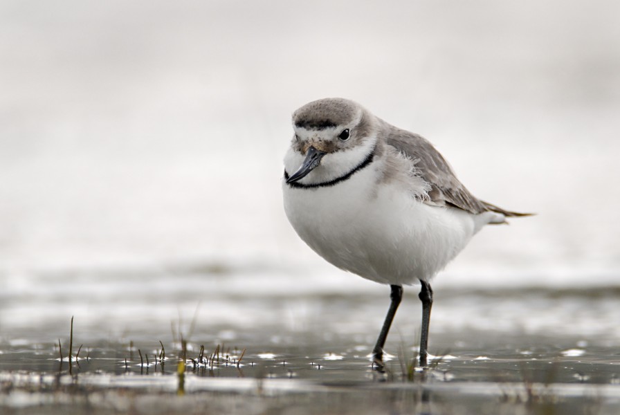 New Zealand tourism industry backs bird conservation report
