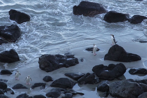 University of Otago zoologists call for beach closures to reduce impact on wildlife