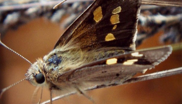 New re-wilding program launched to make Adelaide more butterfly friendly