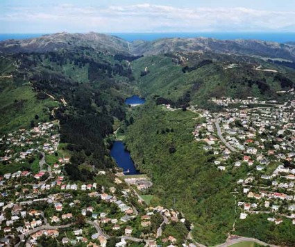 Urban forests boost birdlife in New Zealand’s cities