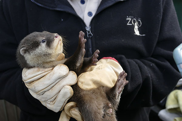 Adelaide zoo otter pups pass first health check on World Otter Day
