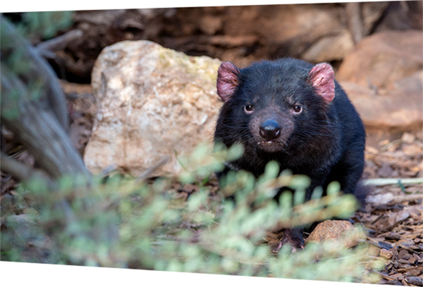 Zoos SA announce another successful Tasmanian Devil breeding season at Monarto Safari Park