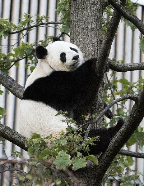 Zoos SA monitor Giant Pandas during annual breeding season