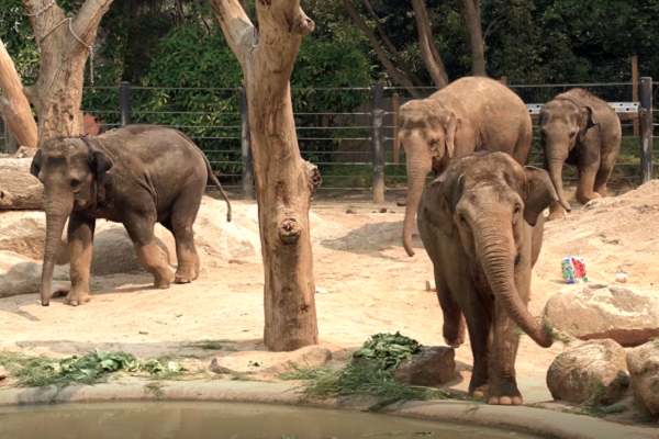 New $84 million elephant sanctuary to be developed at Victoria’s Werribee Zoo