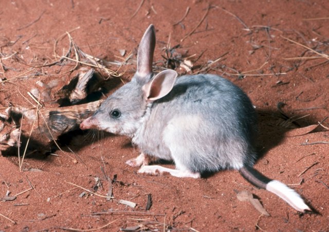 The return of the Bilby to National Park marks a significant outcome for Australian Wildlife Conservancy