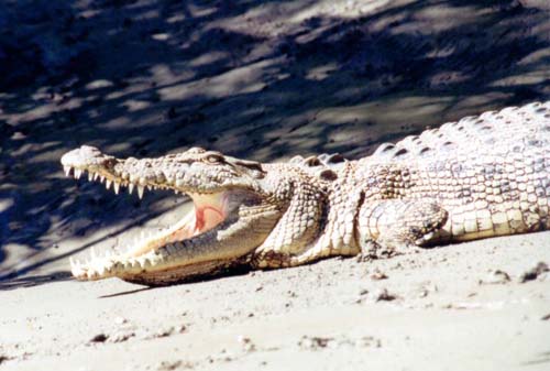 Zip line attraction to traverse monster crocodile