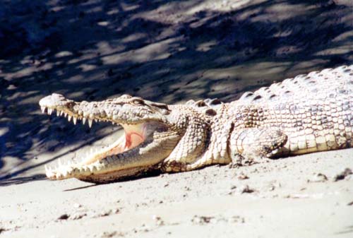 Federal Environment Minister rejects Northern Territory crocodile safari hunting proposal