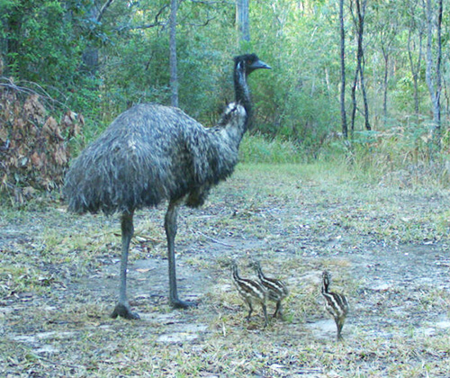 NSW coastal alliance formed to protect emu population 