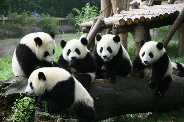 Spotlight on Chengdu for pandas and 31st Summer World University Games