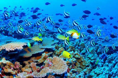 Google unveils first underwater ‘Street View’ of Great Barrier Reef