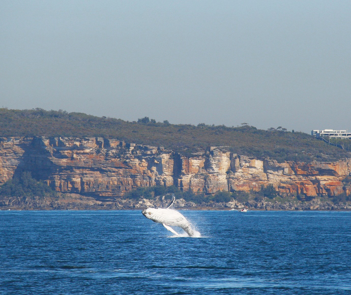 New lookouts at Sydney’s North Head offer whale watching opportunities