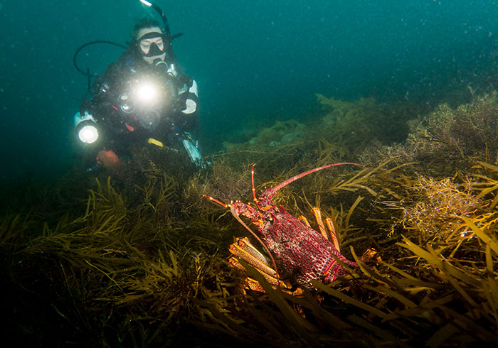 Marine sanctuaries allow rock lobsters to thrive