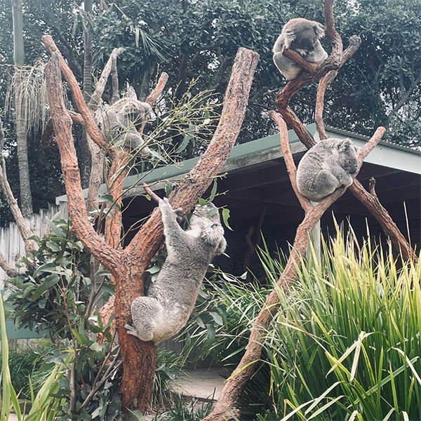 Wollongong City Council partners with Symbio Wildlife Park to plant Koala Food Forest