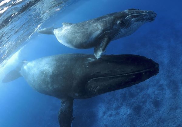 Majestic Whale Encounters launch new initiative to positively impact environment