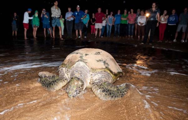 Early arrival of turtles at Mon Repos will help Bundaberg Tourism recovery