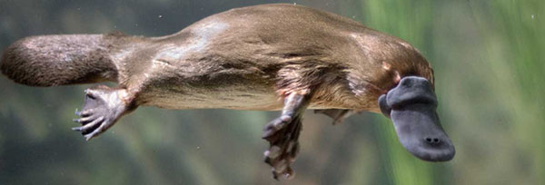 Victorian Government takes urgent action to protect the platypus